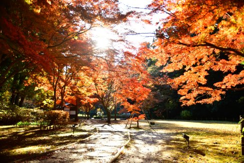 フォトライブラリー｜日本三名園 偕楽園