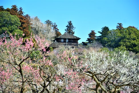 フォトライブラリー｜日本三名園 偕楽園