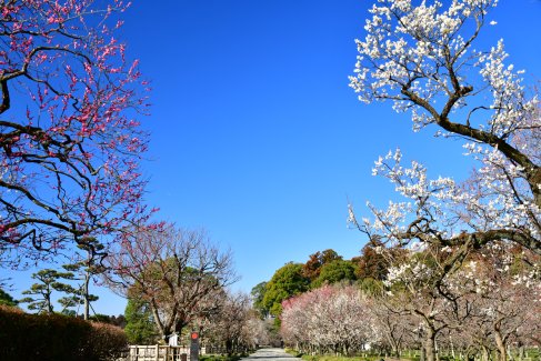 フォトライブラリー｜日本三名園 偕楽園